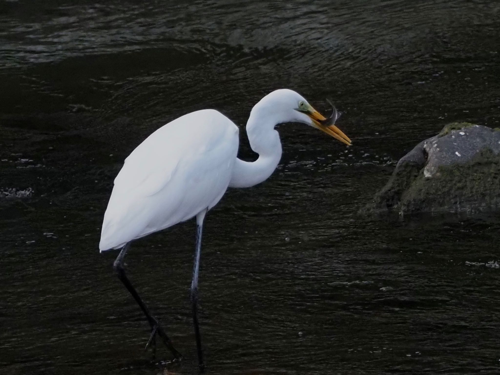 Great Egret