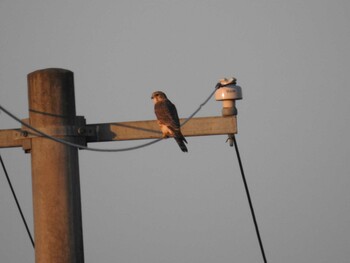 Sat, 11/20/2021 Birding report at 宮城