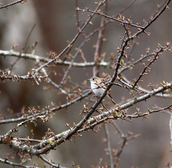 Asian Brown Flycatcher Senjogahara Marshland Tue, 5/16/2017