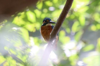 カワセミ 明石公園 2021年10月24日(日)