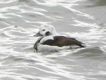 Long-tailed Duck 鷹架沼 Tue, 11/23/2021