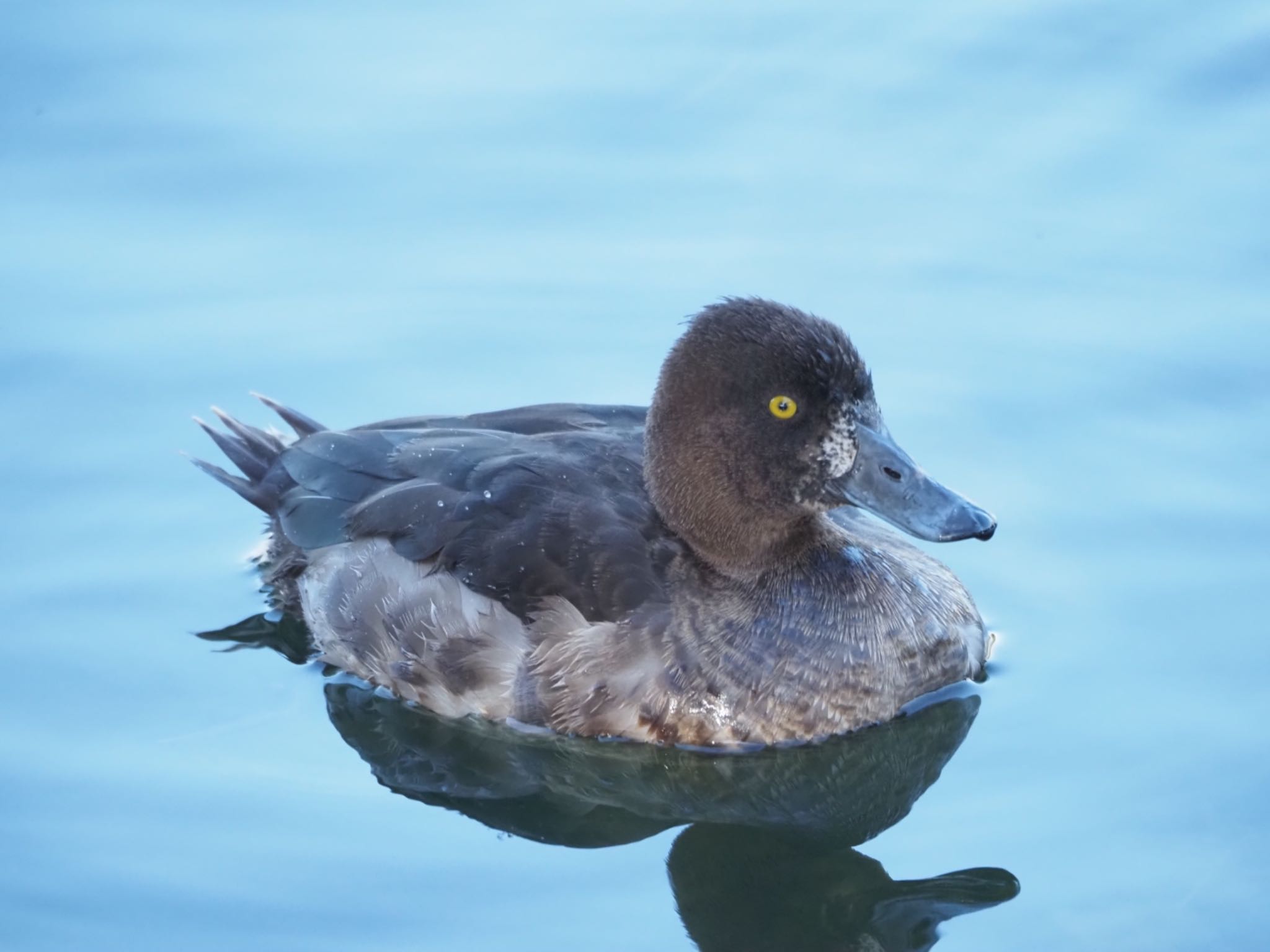 Tufted Duck