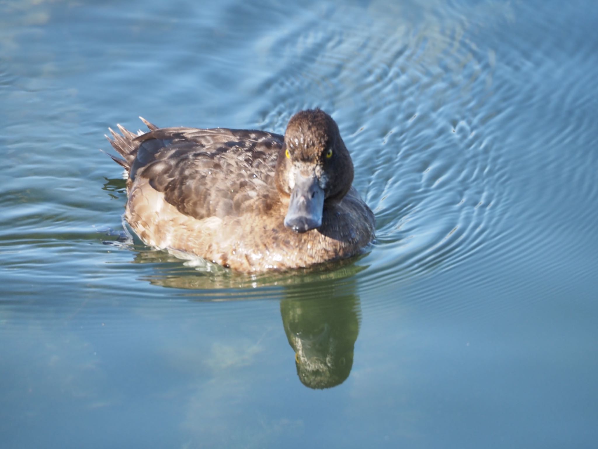 Tufted Duck