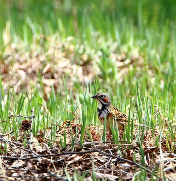 Chestnut-eared Bunting Senjogahara Marshland Tue, 5/16/2017