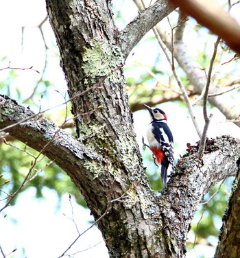 Great Spotted Woodpecker Senjogahara Marshland Tue, 5/16/2017