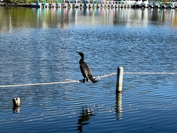 Great Cormorant Shakujii Park Wed, 11/24/2021