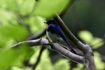 オオルリ 景信山 2017年5月17日(水)