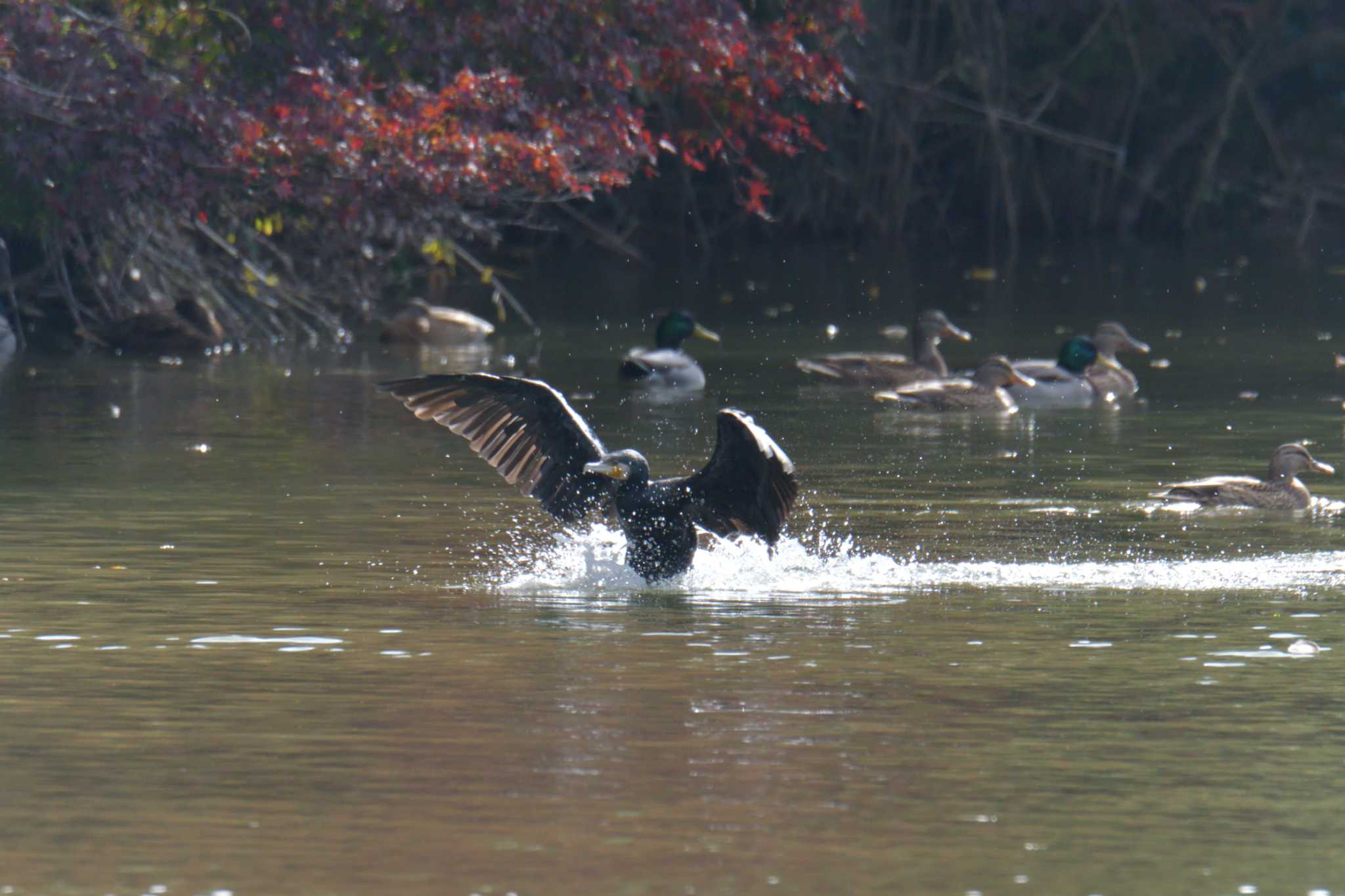 滋賀県甲賀市甲南町創造の森 カワウの写真 by masatsubo