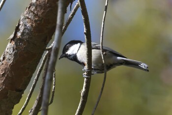 シジュウカラ 滋賀県甲賀市甲南町創造の森 2021年11月24日(水)