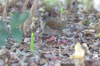 Pale Thrush Koyaike Park Wed, 11/24/2021