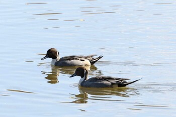 オナガガモ 昆陽池公園 2021年11月24日(水)