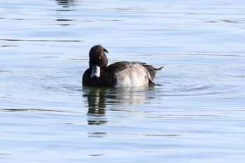 Tufted Duck Koyaike Park Wed, 11/24/2021