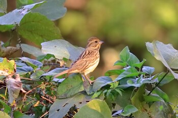 Masked Bunting 名古屋平和公園 Tue, 11/23/2021