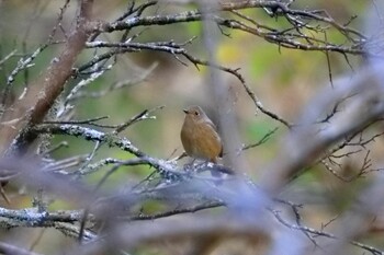 Daurian Redstart 名古屋平和公園 Tue, 11/23/2021