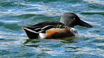 ハシビロガモ 大阪城公園 2021年11月24日(水)