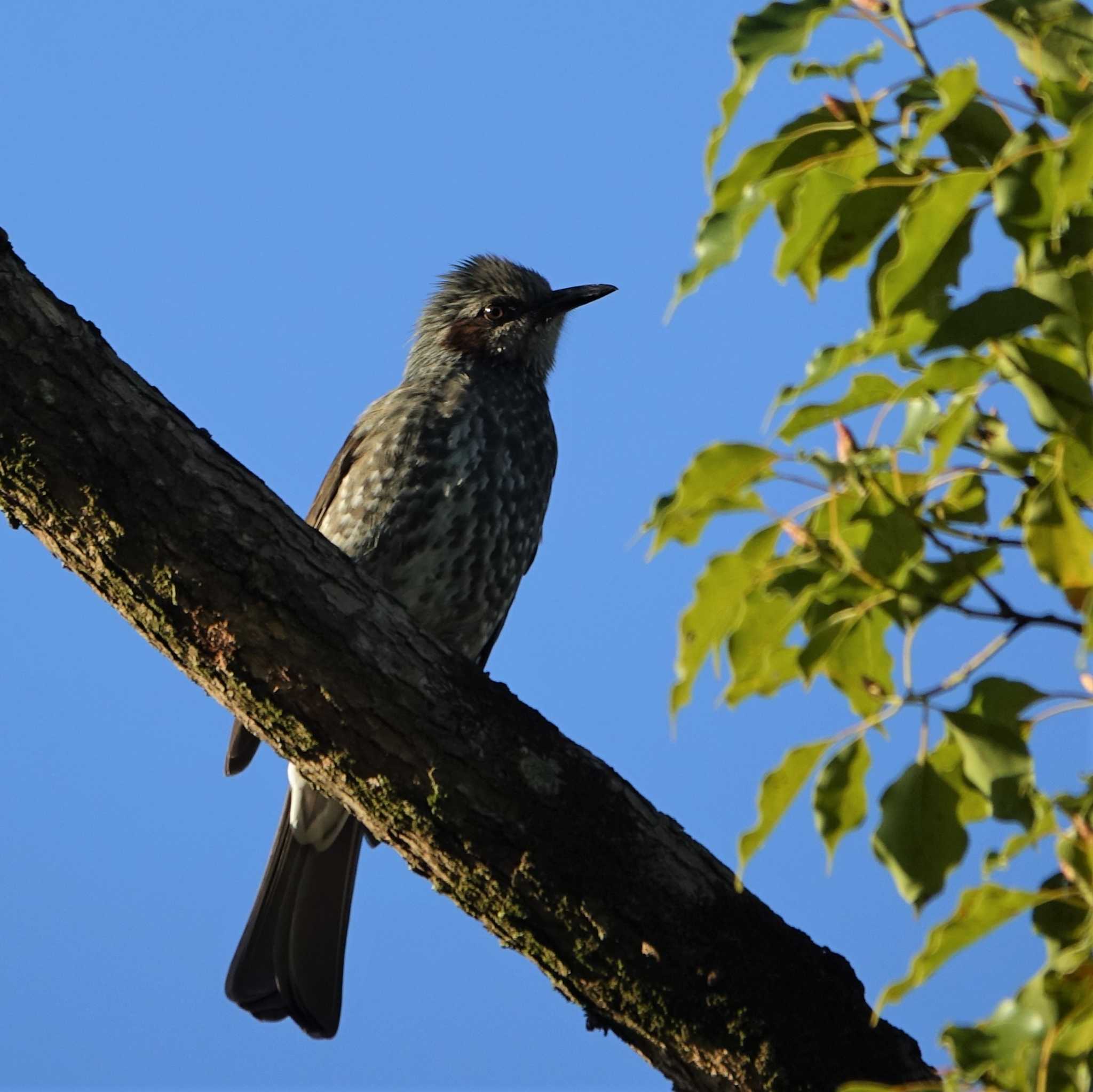 ロクハ公園(滋賀県草津市) ヒヨドリの写真 by bmont520