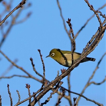 2021年11月23日(火) ロクハ公園(滋賀県草津市)の野鳥観察記録