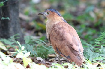 ズグロミゾゴイ 台北植物園 2017年5月7日(日)