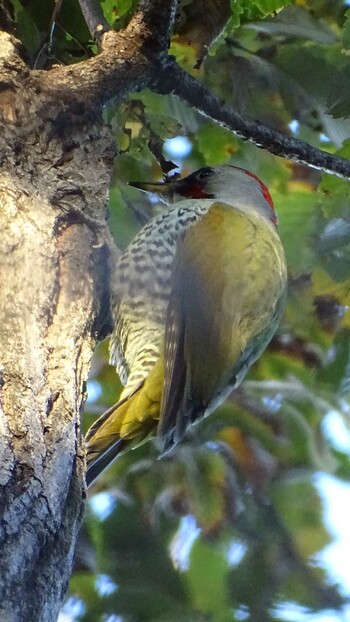 Japanese Green Woodpecker 生田緑地 Wed, 11/24/2021