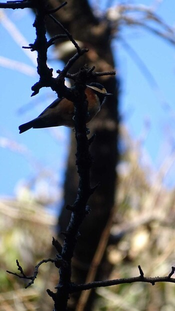 Varied Tit 生田緑地 Wed, 11/24/2021