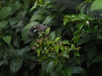 Japanese Tit Unknown Spots Wed, 5/17/2017