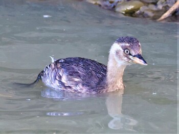 Little Grebe 湖北野鳥センター Tue, 11/23/2021