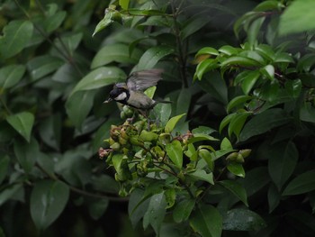 Japanese Tit Unknown Spots Wed, 5/17/2017