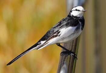 2021年11月24日(水) 恩智川治水緑地の野鳥観察記録