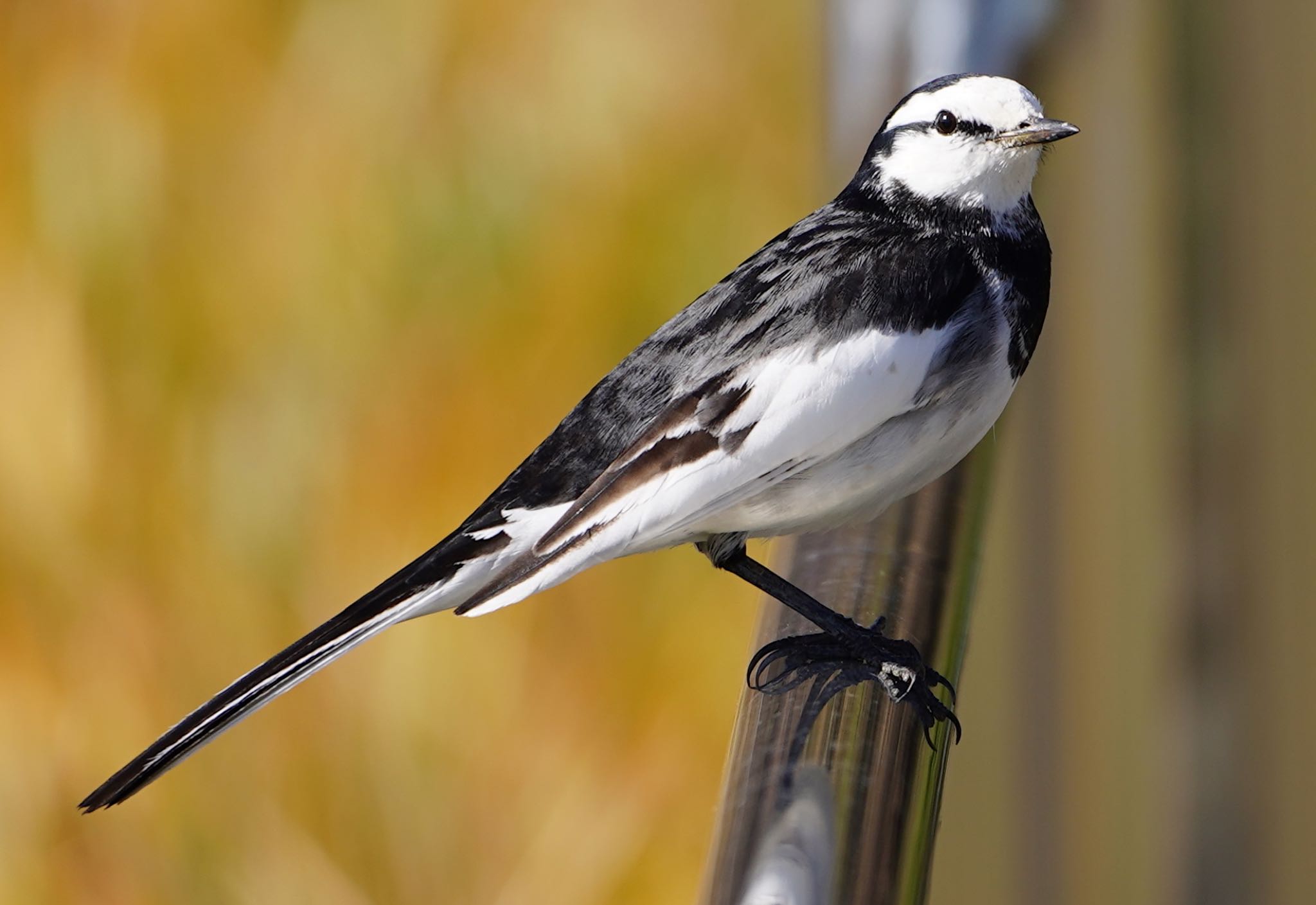 Photo of White Wagtail at 恩智川治水緑地 by アルキュオン