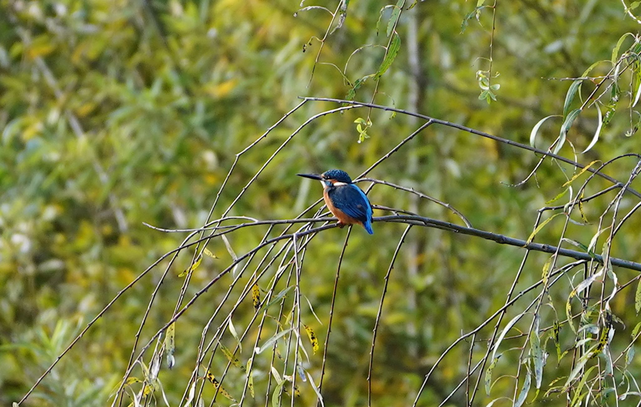 Photo of Common Kingfisher at 恩智川治水緑地 by アルキュオン