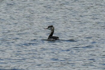 Tue, 11/23/2021 Birding report at 北区 こどもの水辺 (東京都)