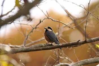 Tue, 11/23/2021 Birding report at Kitamoto Nature Observation Park