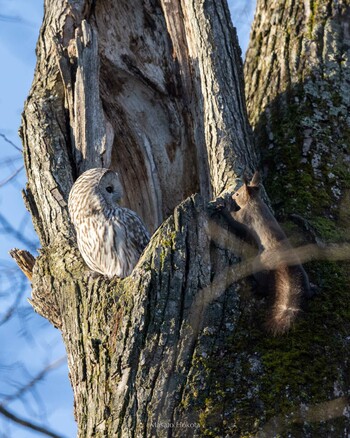 Tue, 11/23/2021 Birding report at 音更神社