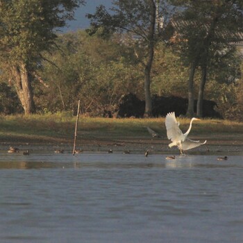 Great Egret 三島池(滋賀県米原市) Unknown Date