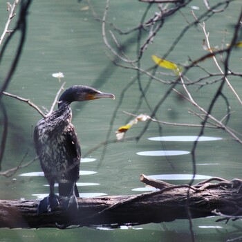 Great Cormorant 三島池(滋賀県米原市) Unknown Date