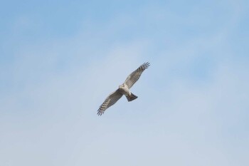 2021年11月23日(火) 多摩川の野鳥観察記録