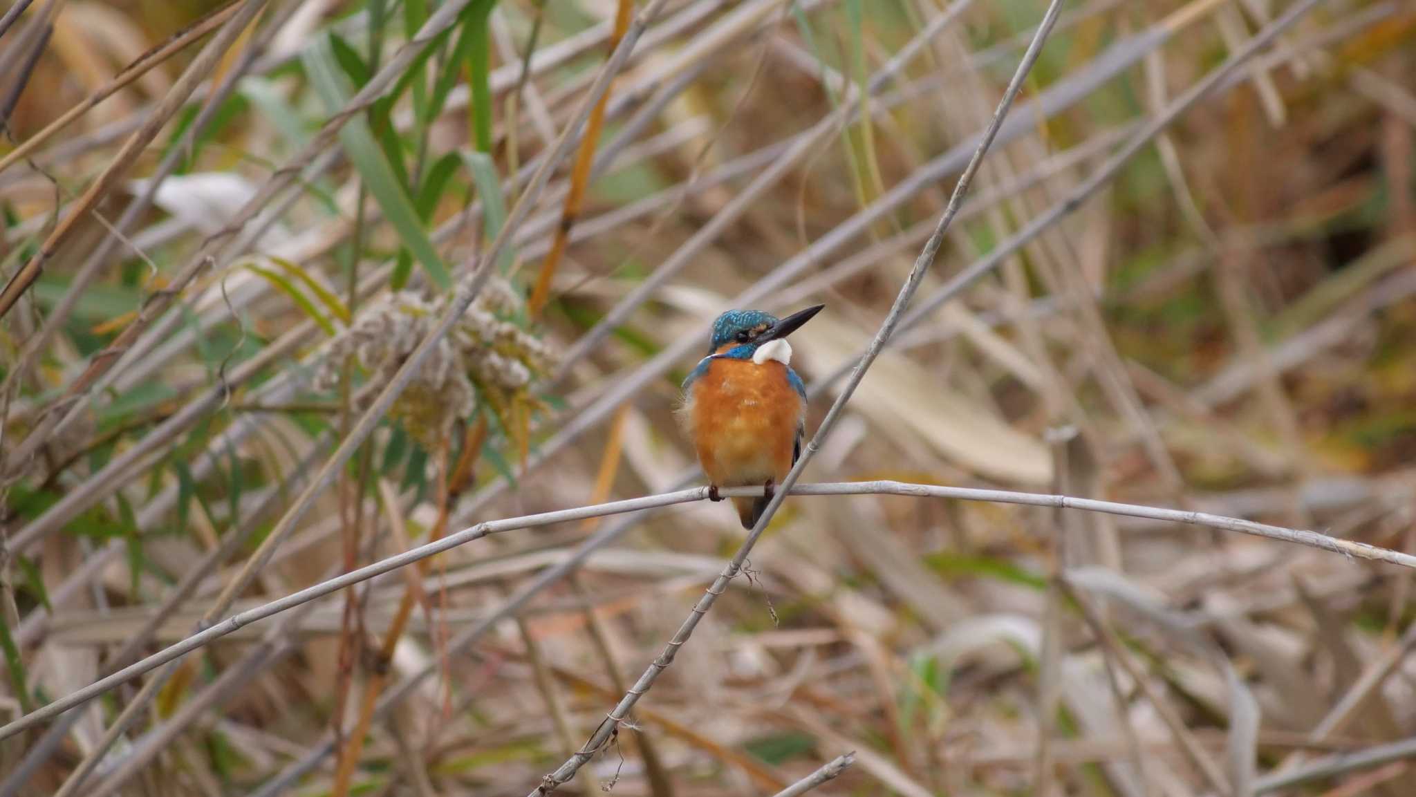 Photo of Common Kingfisher at 淀川河川公園 by コゲラ