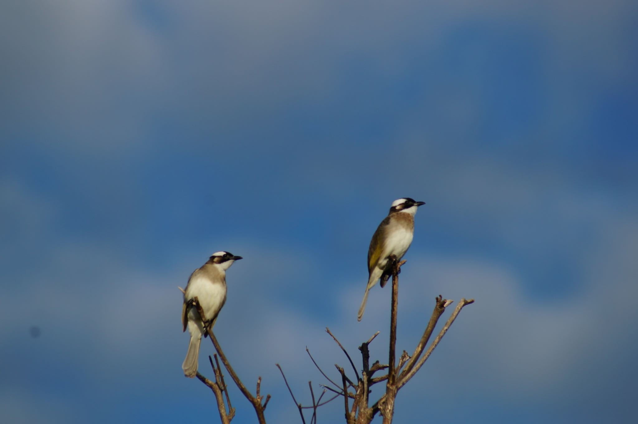 Photo of Light-vented Bulbul at 読谷村 by Kengo5150