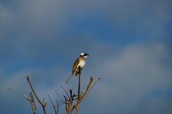 Light-vented Bulbul 読谷村 Sun, 11/21/2021