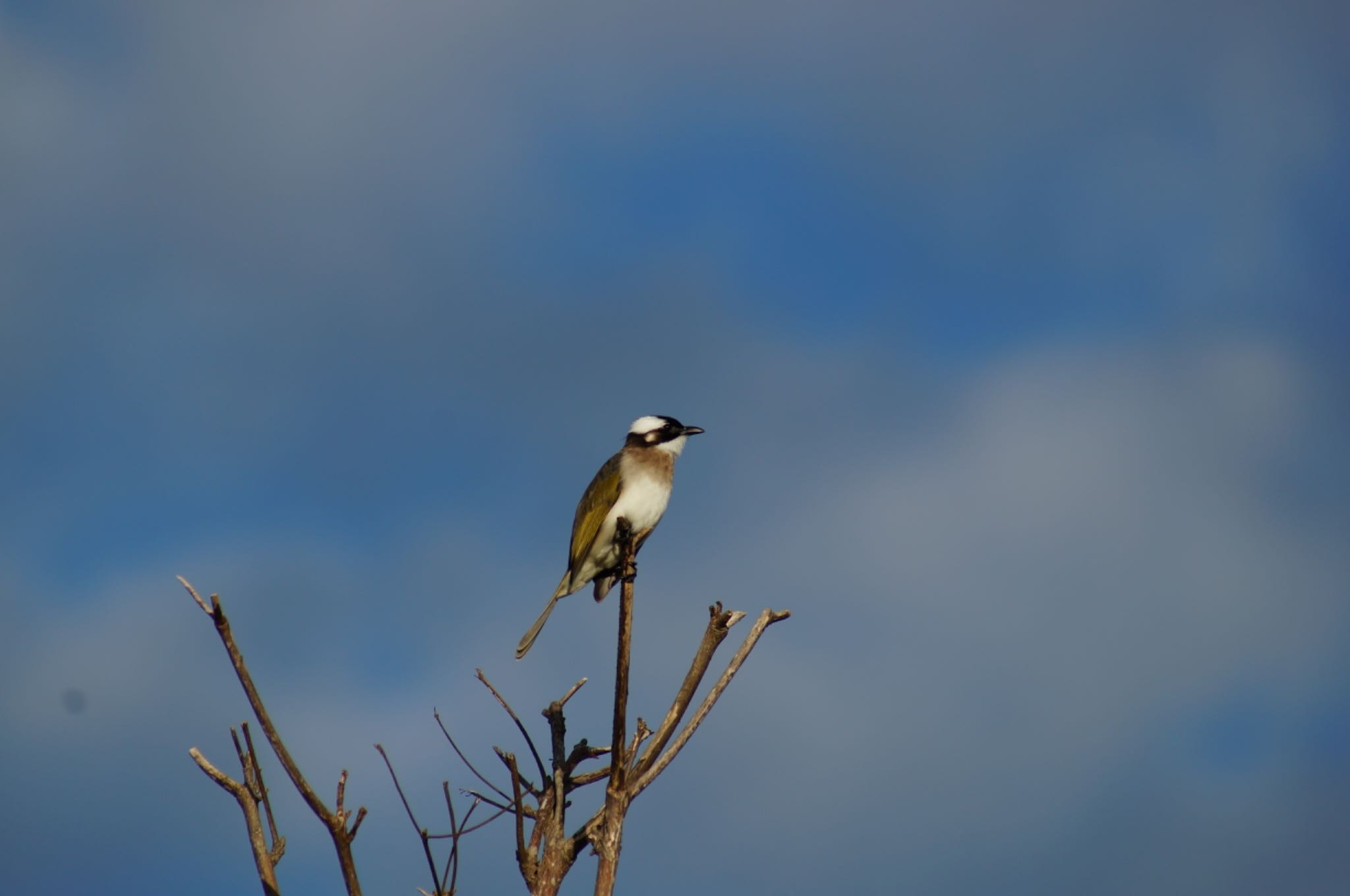 Photo of Light-vented Bulbul at 読谷村 by Kengo5150