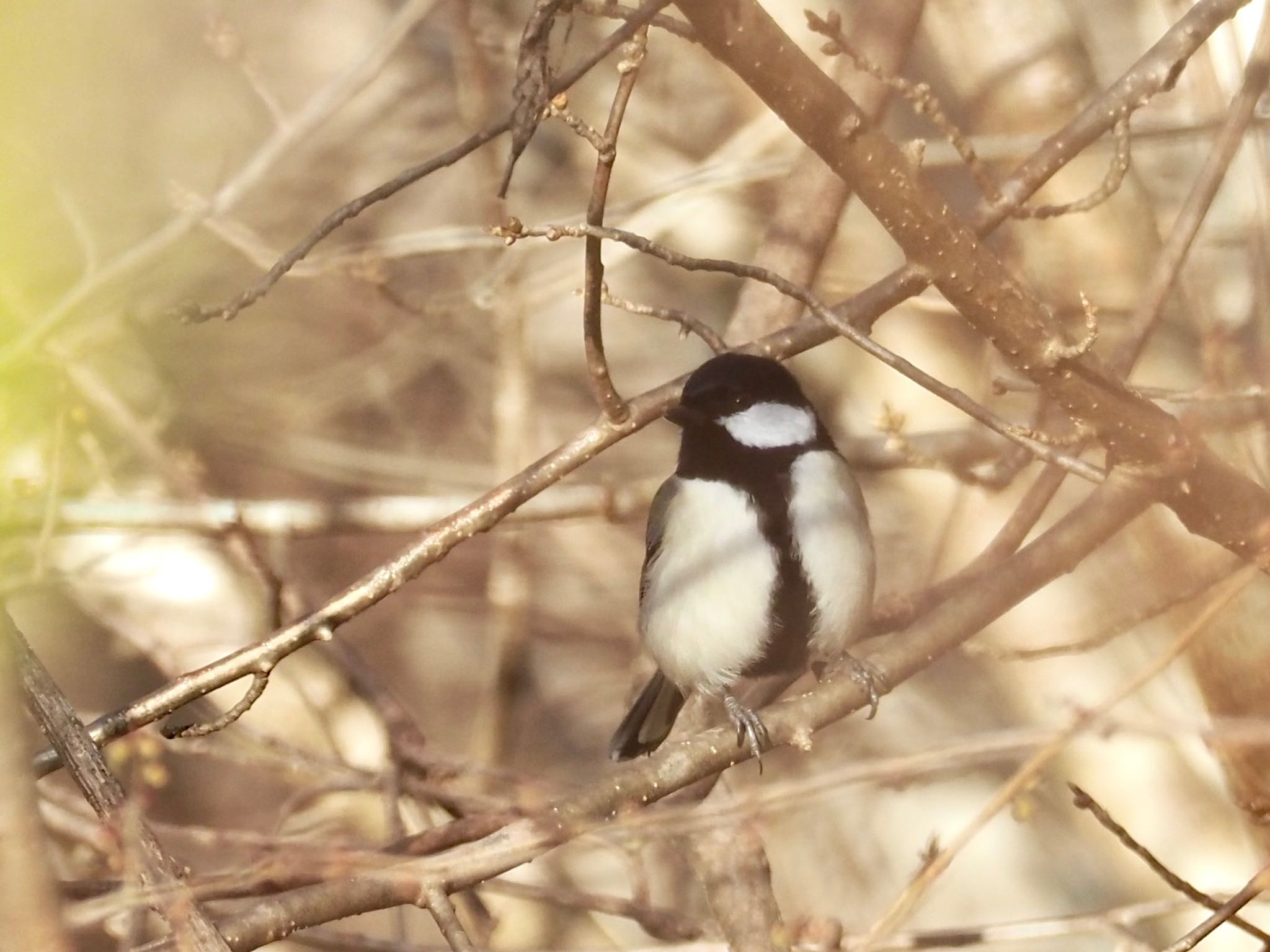 野鳥ふれあい広場 シジュウカラの写真 by unjun