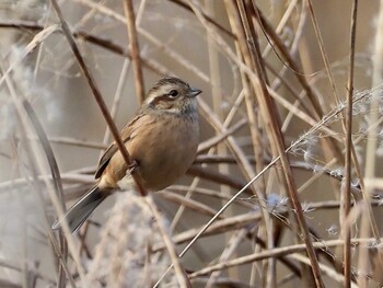 2021年11月23日(火) 野鳥ふれあい広場の野鳥観察記録