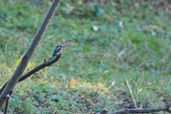 カワセミ 葛西臨海公園鳥類園 2021年11月23日(火)