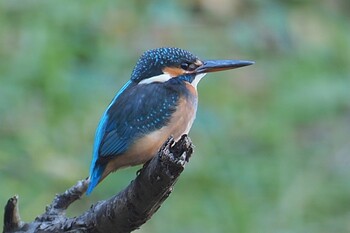 カワセミ 葛西臨海公園鳥類園 2021年11月23日(火)