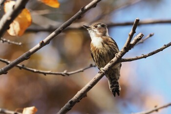 コゲラ 東京港野鳥公園 2021年11月23日(火)