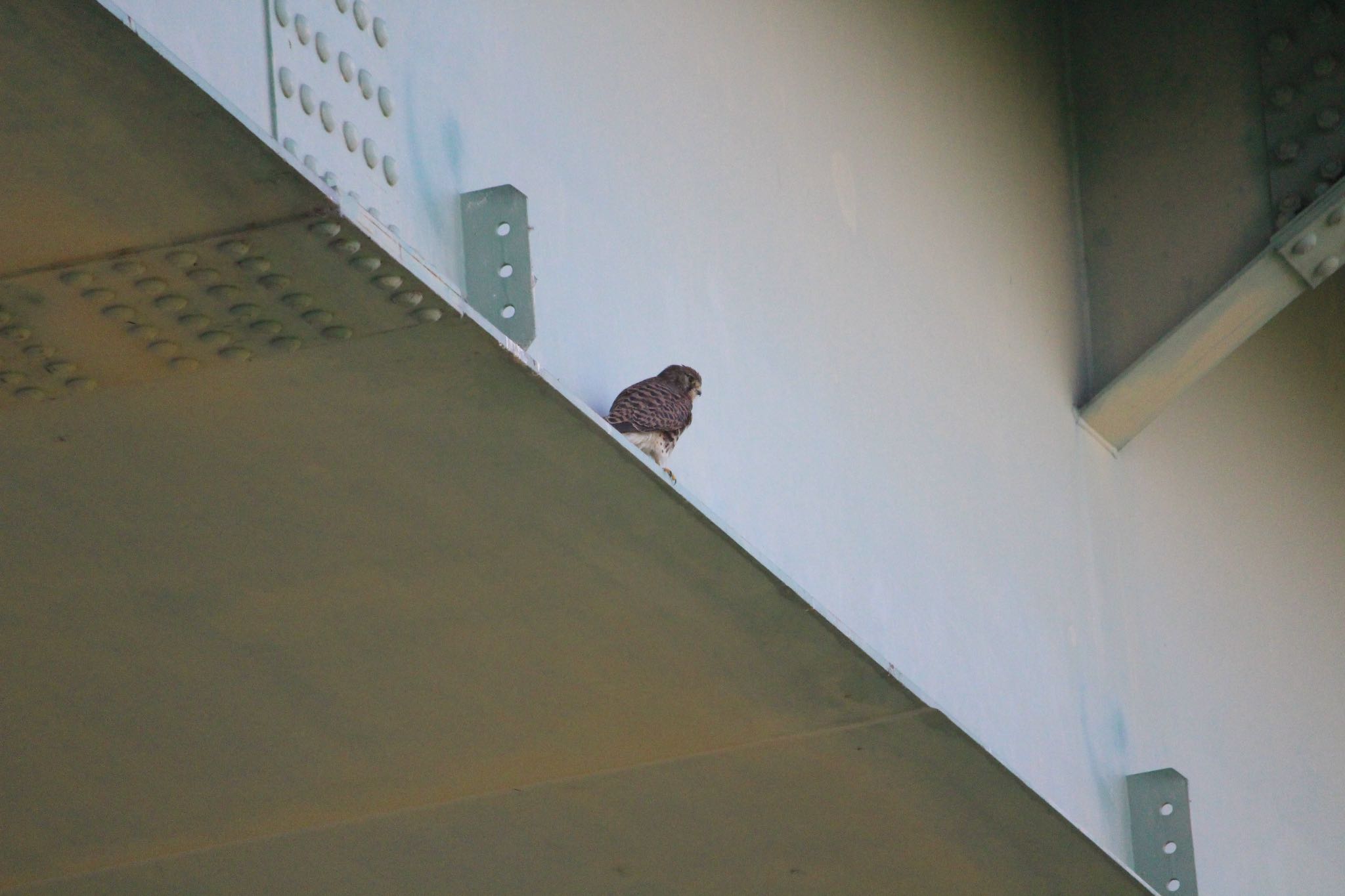 Photo of Common Kestrel at  by Yuji