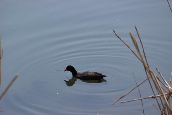 オオバン 芝川 2021年3月27日(土)