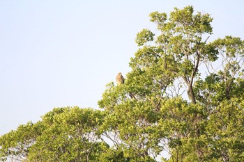 Common Kestrel Unknown Spots Wed, 5/17/2017