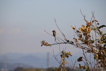 Bull-headed Shrike 深谷市 Thu, 11/25/2021