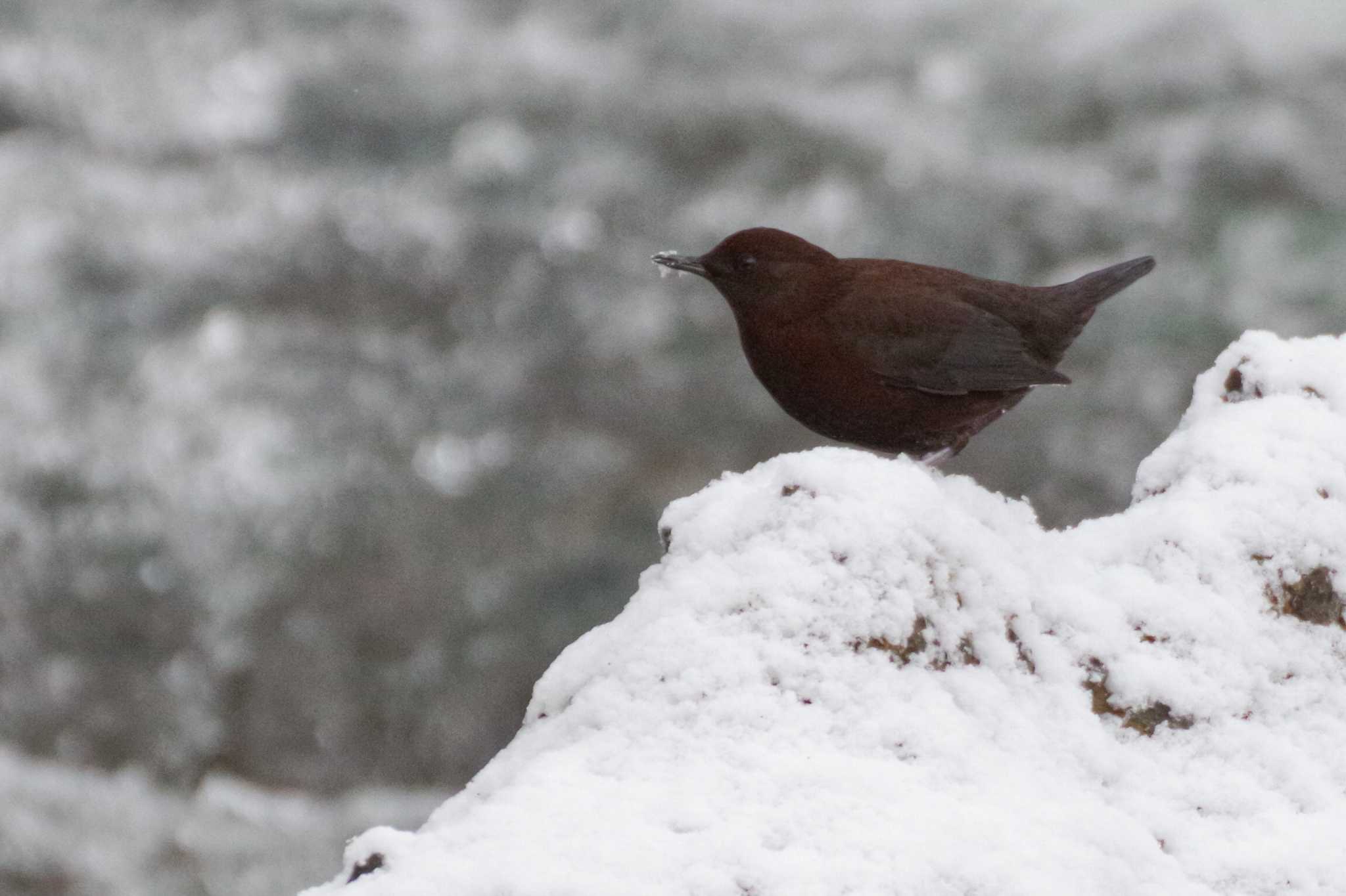 福井緑地(札幌市西区) カワガラスの写真 by 98_Ark (98ｱｰｸ)